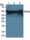 HSPA (Hsp70) Binding Protein 1 antibody, LS-C299762, Lifespan Biosciences, Western Blot image 