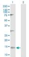 NADH:Ubiquinone Oxidoreductase Subunit V3 antibody, H00004731-D01P, Novus Biologicals, Western Blot image 