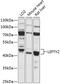 Left-right determination factor 2 antibody, 15-353, ProSci, Western Blot image 