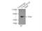 CALCOCO2 antibody, 12229-1-AP, Proteintech Group, Immunoprecipitation image 