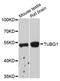 Tubulin Gamma 1 antibody, A6215, ABclonal Technology, Western Blot image 