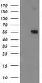 p53 antibody, TA502801S, Origene, Western Blot image 