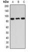Cyclic Nucleotide Gated Channel Alpha 3 antibody, orb378005, Biorbyt, Western Blot image 