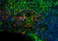 CD11C antibody, 117329, BioLegend, Immunohistochemistry paraffin image 