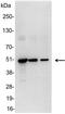 VSIV Glycoprotein G antibody, 18874-01, QED Bioscience, Western Blot image 