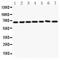 Angiopoietin 1 antibody, LS-C343985, Lifespan Biosciences, Western Blot image 