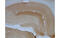 Gamma-Aminobutyric Acid Type A Receptor Alpha4 Subunit antibody, MBS835709, MyBioSource, Immunohistochemistry frozen image 