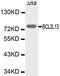 BCL2 Like 1 antibody, LS-C192637, Lifespan Biosciences, Western Blot image 