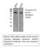 Phosphoinositide-3-Kinase Regulatory Subunit 1 antibody, STJ90925, St John