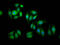Eukaryotic Translation Initiation Factor 1 antibody, LS-C675006, Lifespan Biosciences, Immunofluorescence image 