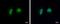 ADP-Ribosylhydrolase Like 1 antibody, PA5-35848, Invitrogen Antibodies, Immunofluorescence image 