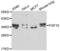 Fibroblast Growth Factor 10 antibody, LS-C331343, Lifespan Biosciences, Western Blot image 