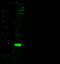 Peroxiredoxin 1 antibody, GTX02376, GeneTex, Western Blot image 