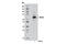 IKAROS Family Zinc Finger 3 antibody, 12720S, Cell Signaling Technology, Western Blot image 