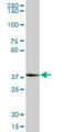 Zinc Finger And SCAN Domain Containing 16 antibody, H00080345-B01P, Novus Biologicals, Western Blot image 