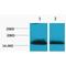 H1 Histone Family Member 0 antibody, LS-C387548, Lifespan Biosciences, Western Blot image 