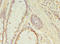 GRIP And Coiled-Coil Domain Containing 1 antibody, LS-C678055, Lifespan Biosciences, Immunohistochemistry paraffin image 