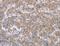 Microtubule Associated Protein RP/EB Family Member 3 antibody, LS-C401619, Lifespan Biosciences, Immunohistochemistry frozen image 