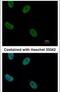 RAD21 Cohesin Complex Component antibody, PA5-28344, Invitrogen Antibodies, Immunofluorescence image 