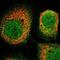 T Cell Immunoglobulin And Mucin Domain Containing 4 antibody, PA5-53346, Invitrogen Antibodies, Immunofluorescence image 