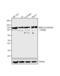 ATPase Sarcoplasmic/Endoplasmic Reticulum Ca2+ Transporting 2 antibody, GTX22861, GeneTex, Western Blot image 