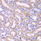 Fas Associated Via Death Domain antibody, LS-C334316, Lifespan Biosciences, Immunohistochemistry frozen image 