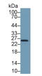 Heat Shock Protein Family B (Small) Member 1 antibody, LS-C294396, Lifespan Biosciences, Western Blot image 