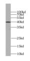 Transmembrane Protein 106B antibody, FNab08745, FineTest, Western Blot image 