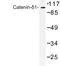 Catenin Delta 1 antibody, LS-C177325, Lifespan Biosciences, Western Blot image 