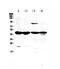 Adenosine Deaminase antibody, PA5-78722, Invitrogen Antibodies, Western Blot image 