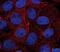 Catenin Alpha 1 antibody, PA5-17443, Invitrogen Antibodies, Immunofluorescence image 