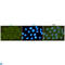 Glycogen Synthase Kinase 3 Beta antibody, LS-C814082, Lifespan Biosciences, Immunocytochemistry image 