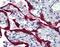 Fibrillin 1 antibody, ab124334, Abcam, Immunohistochemistry paraffin image 