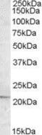 Apolipoprotein B MRNA Editing Enzyme Catalytic Subunit 3C antibody, GTX88604, GeneTex, Western Blot image 