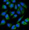 PLAP-1 antibody, M01718-4, Boster Biological Technology, Immunofluorescence image 