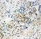 CD63 Molecule antibody, LS-C357414, Lifespan Biosciences, Immunohistochemistry paraffin image 