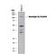 Neuroligin 4 X-Linked antibody, AF5158, R&D Systems, Western Blot image 