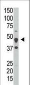 Dual Specificity Phosphatase 6 antibody, LS-C101032, Lifespan Biosciences, Western Blot image 