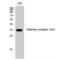 Olfactory Receptor Family 13 Subfamily G Member 1 antibody, LS-C385052, Lifespan Biosciences, Western Blot image 