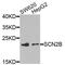 Sodium Voltage-Gated Channel Beta Subunit 2 antibody, A7723, ABclonal Technology, Western Blot image 