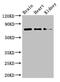 PDIA4 antibody, CSB-PA017722LA01HU, Cusabio, Western Blot image 