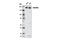 Non-SMC Condensin II Complex Subunit D3 antibody, 13473S, Cell Signaling Technology, Western Blot image 