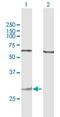 Granzyme K antibody, H00003003-B01P, Novus Biologicals, Western Blot image 