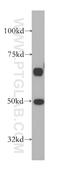 Serine/Threonine Kinase 24 antibody, 13579-1-AP, Proteintech Group, Western Blot image 