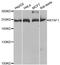 B-TFIID TATA-Box Binding Protein Associated Factor 1 antibody, MBS2526981, MyBioSource, Western Blot image 