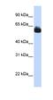 Frizzled Class Receptor 9 antibody, orb330166, Biorbyt, Western Blot image 