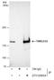 Timeless Circadian Regulator antibody, GTX129604, GeneTex, Immunoprecipitation image 