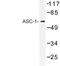 Thyroid Hormone Receptor Interactor 4 antibody, LS-C176818, Lifespan Biosciences, Western Blot image 