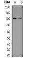 Periostin antibody, abx142157, Abbexa, Western Blot image 