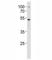 SRY-Box 4 antibody, F47904-0.4ML, NSJ Bioreagents, Immunohistochemistry frozen image 